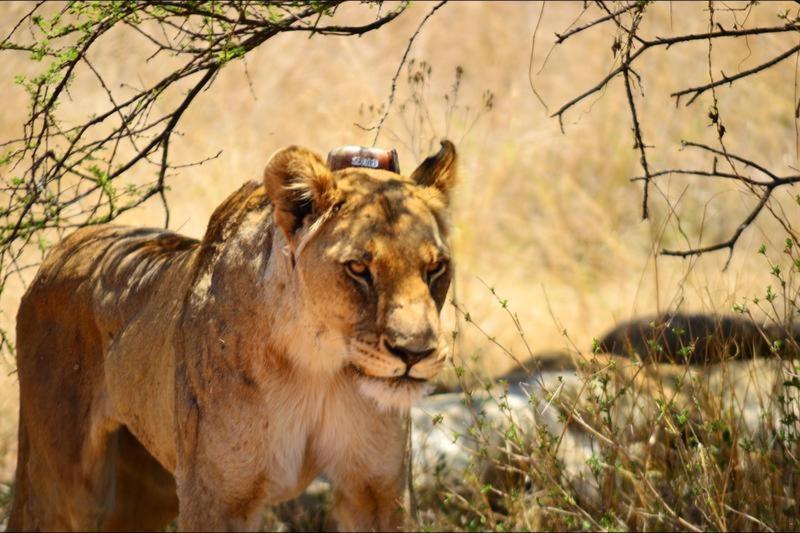 Bushtime Mabula Apartment Mabula Game Reserve Luaran gambar